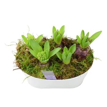 Fragrant Hyacinth Indoor Planter In White Trough, 4 of 7