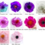Plastic Bottle Flower Brooch, Pick Your Own Colour, thumbnail 3 of 4