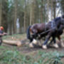 Shire Horse Experience Day For One, thumbnail 8 of 10