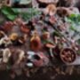 Foraging And Cookery Experience For Two People, thumbnail 1 of 3