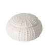 Sea Urchin Small Trinket Dish, thumbnail 4 of 4