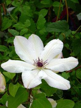 Clematis Royal Wedding, Gift For A Wedding Celebration, 2 of 2