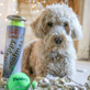 Personalised Dog Tennis Balls, thumbnail 4 of 12
