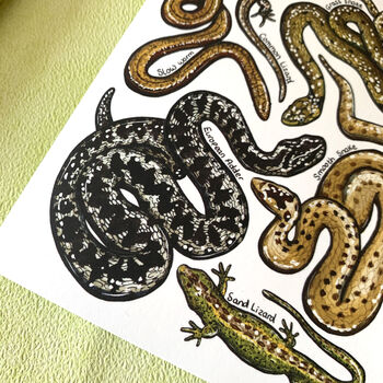 Reptiles Of Britain Greeting Card, 3 of 11