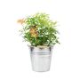 Pieris Forest Flame Evergreen Shrub In 5 L Pot, thumbnail 2 of 7