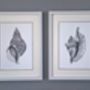 Framed Limited Edition Triton Shell Giclee Print, thumbnail 4 of 7