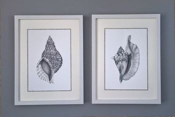 Framed Limited Edition Triton Shell Giclee Print, 4 of 7
