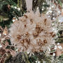 Gold Dried Flower Christmas Bauble Decoration, thumbnail 3 of 3