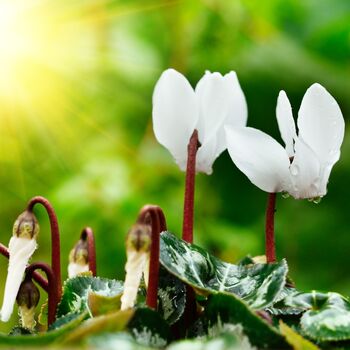 Flowering Cyclamen White Three Plants In 10.5cm Pots, 5 of 5