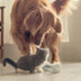 Smart Interactive App Based Dog Toy, thumbnail 2 of 4