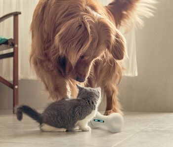 Smart Interactive App Based Dog Toy, 2 of 4