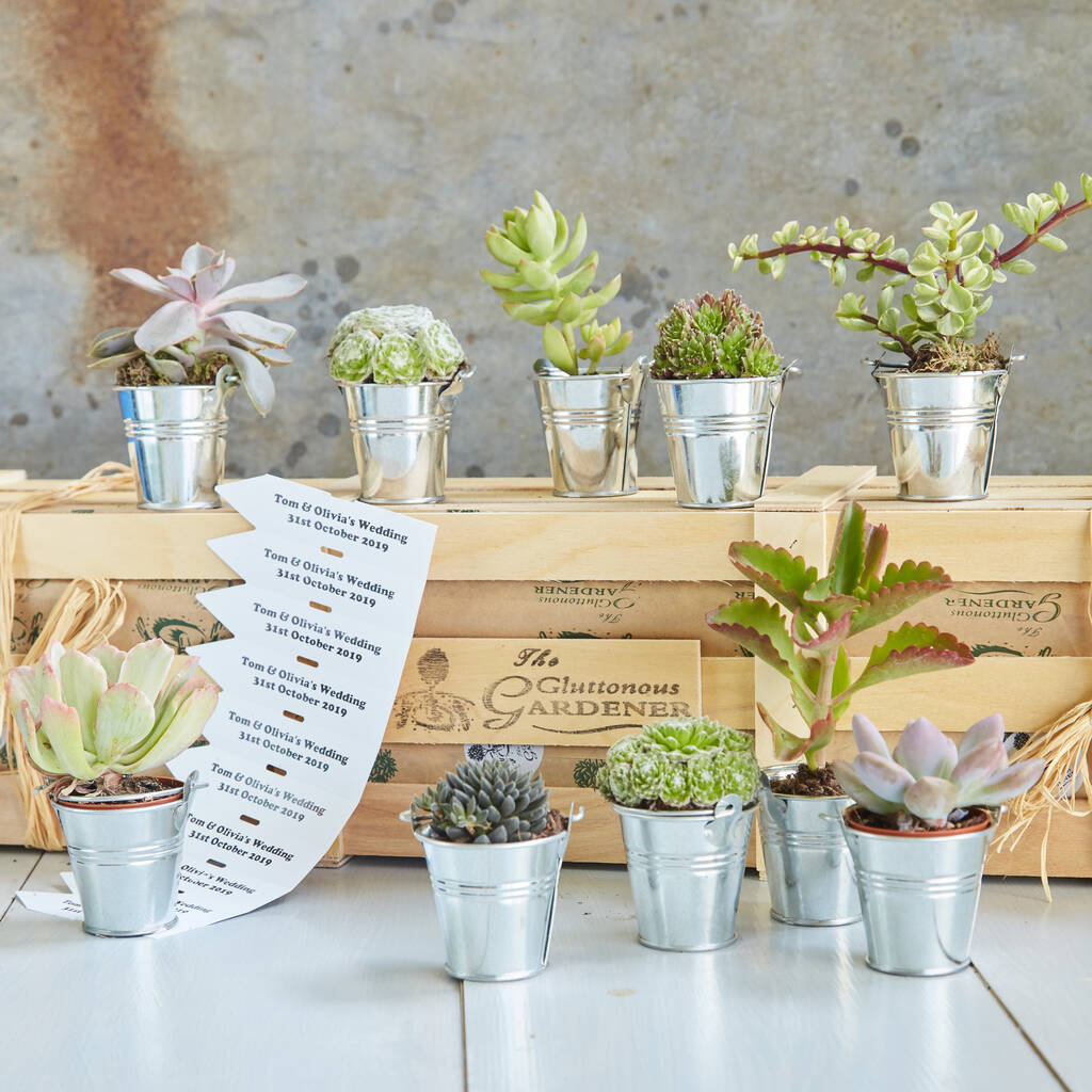 Personalised Corporate Succulent Set, 1 of 1