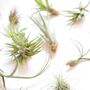 Air Plant Varieties Plant Gift For Plant Lover, thumbnail 9 of 12