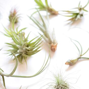 Air Plant Varieties Plant Gift For Plant Lover, 9 of 12