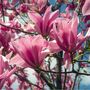 Magnolia Tree Soulangeana One Large Plant In 10 L Pot, thumbnail 5 of 5