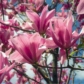 Magnolia Tree Soulangeana One Large Plant In 10 L Pot, 5 of 5