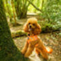 Orange Daisies Dog Harnes, thumbnail 7 of 10