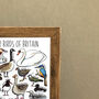 Water Birds Of Britain Wildlife Print, thumbnail 7 of 7