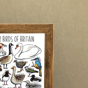 Water Birds Of Britain Wildlife Print, 7 of 7