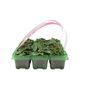 Cyclamen Mixed 6 Pack X2 12 Plants, thumbnail 6 of 6