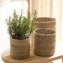 Pale Jute Plant Pot, thumbnail 4 of 4