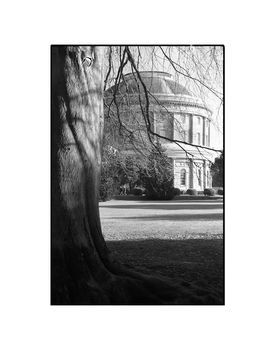 Tree, Ickworth House, Horringer Photographic Art Print, 3 of 4