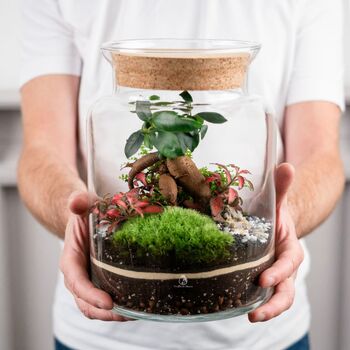 Beginner Friendly Bonsai Terrarium Kit | 'Perth', 11 of 12