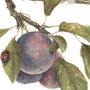 Grey Squirrel And Plum, thumbnail 2 of 2