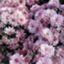 Pink Chrysanthemum Plants, Full Plants In One L Pots, thumbnail 2 of 2
