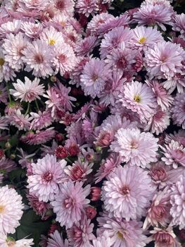 Pink Chrysanthemum Plants, Full Plants In One L Pots, 2 of 2