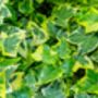 Variegated English Ivy Two X 1 L Pots, thumbnail 6 of 6