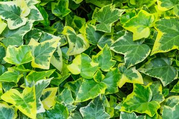 Variegated English Ivy Two X 1 L Pots, 6 of 6