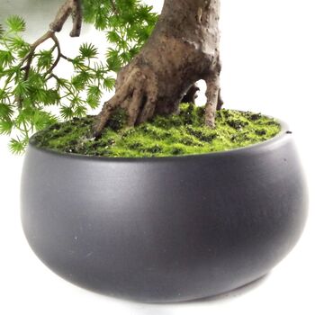 50cm Artificial Luxury Pine Bonsai Tree, 3 of 5