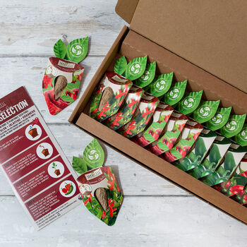 Chilli Seed Cell Selection Box, 2 of 7