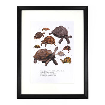 Creep Of Tortoises Art Print, 4 of 7