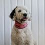 Blue Or Pink Stripe Dog Snood/Scarf/Bandana, thumbnail 5 of 8