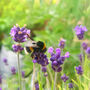 Grow Your Own Herbs For Bees, thumbnail 5 of 8