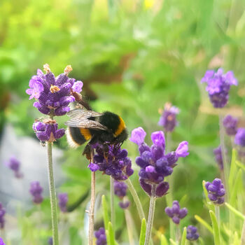 Grow Your Own Herbs For Bees, 5 of 8