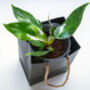 Houseplant Philodendron White Knight Plant In 13cm Pot, thumbnail 5 of 5