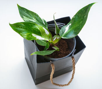 Houseplant Philodendron White Knight Plant In 13cm Pot, 5 of 5