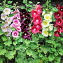 Grow Your Own Multicoloured Bedding Flowers Gift, thumbnail 6 of 8