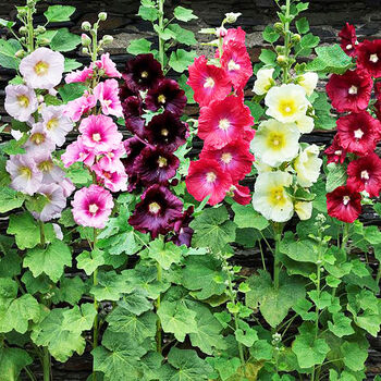 Grow Your Own Multicoloured Bedding Flowers Gift, 6 of 8