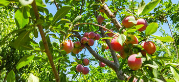 Plum Fruit Trees Two X 10 L Pots, 2 of 6