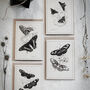 Monochrome Butterfly Greeting Cards – Set Of Four A6, thumbnail 1 of 11