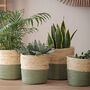 Seagrass Baskets Natural And Green, thumbnail 1 of 2