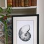Framed Limited Edition Nautilus Shell Giclee Print, thumbnail 7 of 7