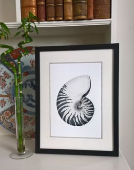 Framed Limited Edition Nautilus Shell Giclee Print, 7 of 7