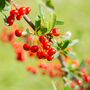 Firethorn Plants, Pyracantha 'Red Column', 10 L Pots, thumbnail 1 of 4