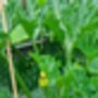 Courgette Seeds In As Seedtube, thumbnail 6 of 7