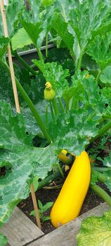 Courgette Seeds In As Seedtube, 6 of 7